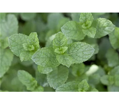Mentha spicata - Ährige Minze Mentha spicata - Ährige Minze