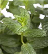 Mentha spicata - Ährige Minze Mentha spicata - Ährige Minze