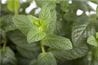 Mentha spicata - Ährige Minze Mentha spicata - Ährige Minze