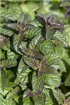 Mentha spicata - Ährige Minze Mentha spicata - Ährige Minze