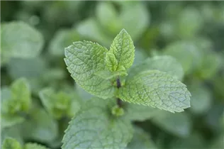 Mentha spicata - Ährige Minze Mentha spicata - Ährige Minze