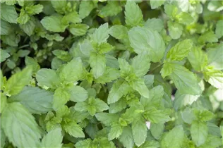 Mentha spicata - Ährige Minze Mentha spicata - Ährige Minze