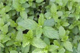 Mentha spicata - Ährige Minze Mentha spicata - Ährige Minze
