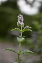 Mentha spicata - Ährige Minze Mentha spicata - Ährige Minze