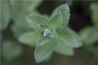 Mentha spicata - Ährige Minze Mentha spicata - Ährige Minze