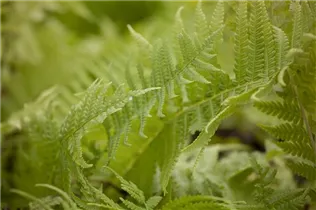 Matteuccia struthiopteris - Europäischer Straußenfarn