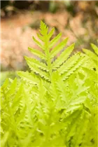 Matteuccia struthiopteris - Europäischer Straußenfarn