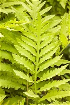 Matteuccia struthiopteris - Europäischer Straußenfarn