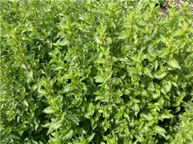 Mentha spicata 'Crispa' - Krause Garten-Minze Mentha spicata 'Crispa' - Krause Garten-Minze