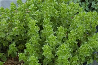 Mentha spicata 'Crispa' - Krause Garten-Minze Mentha spicata 'Crispa' - Krause Garten-Minze