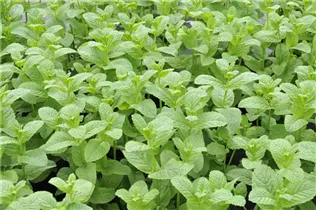 Mentha spicata 'Englische Grüne' - Englische Minze 'Englische Grüne' Mentha spicata 'Englische Grüne' - Englische Minze 'Englische Grüne'