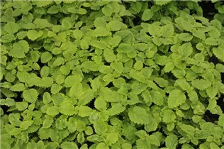 Mentha spicata 'Englische Grüne' - Englische Minze 'Englische Grüne' Mentha spicata 'Englische Grüne' - Englische Minze 'Englische Grüne'