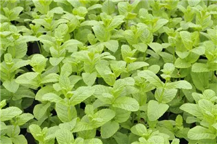 Mentha spicata 'Englische Grüne' - Englische Minze 'Englische Grüne' Mentha spicata 'Englische Grüne' - Englische Minze 'Englische Grüne'