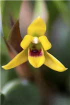 Maxillaria variabilis - Maxillaria
