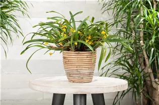 Maxillaria variabilis - Maxillaria