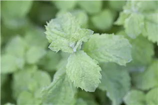 Mentha spicata 'Mojito' - Mojito-Minze Mentha spicata 'Mojito' - Mojito-Minze