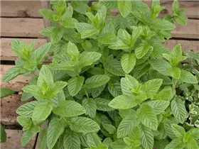 Mentha spicata 'Spearmint' - Kaugummmiminze