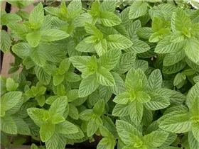 Mentha spicata 'Spearmint' - Kaugummmiminze