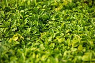 Mazus reptans 'Albus' - Garten-Lippenmäulchen 'Albus'