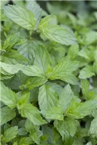 Mentha spicata 'Swiss' - Schweizerische Garten-Minze