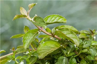 Mentha spicata 'Swiss' - Schweizerische Garten-Minze