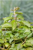 Mentha spicata 'Swiss' - Schweizerische Garten-Minze