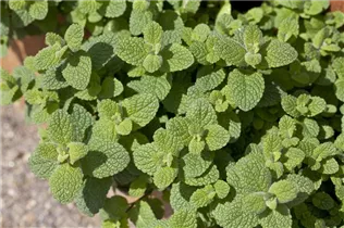 Mentha suaveolens - Apfelminze Mentha suaveolens - Apfelminze