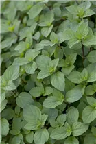 Mentha suaveolens - Apfelminze Mentha suaveolens - Apfelminze