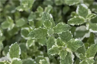 Mentha suaveolens - Apfelminze Mentha suaveolens - Apfelminze