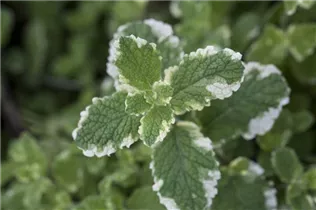 Mentha suaveolens - Apfelminze Mentha suaveolens - Apfelminze