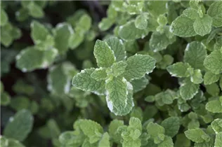 Mentha suaveolens - Apfelminze Mentha suaveolens - Apfelminze