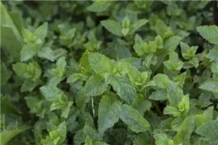 Mentha suaveolens - Apfelminze Mentha suaveolens - Apfelminze