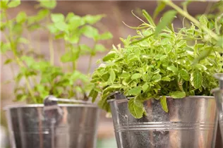 Mentha suaveolens - Apfelminze Mentha suaveolens - Apfelminze