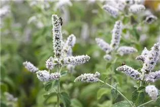Mentha suaveolens - Apfelminze Mentha suaveolens - Apfelminze