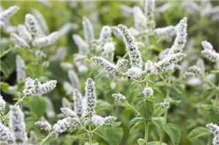 Mentha suaveolens - Apfelminze Mentha suaveolens - Apfelminze