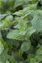 Mentha suaveolens 'Apple Mint' - Apfel-Minze Mentha suaveolens 'Apple Mint' - Apfel-Minze