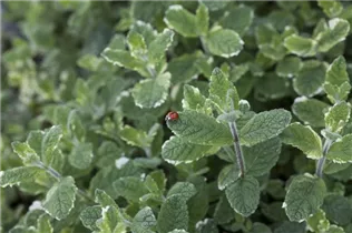 Mentha suaveolens 'Variegata' - Buntblättrige Garten-Minze Mentha suaveolens 'Variegata' - Buntblättrige Garten-Minze