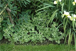 Mentha suaveolens 'Variegata' - Buntblättrige Garten-Minze Mentha suaveolens 'Variegata' - Buntblättrige Garten-Minze