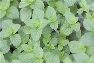Mentha x gracilis 'Ginger Mint' - Ingwer-Minze Mentha x gracilis 'Ginger Mint' - Ingwer-Minze
