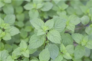 Mentha x gracilis 'Ginger Mint' - Ingwer-Minze Mentha x gracilis 'Ginger Mint' - Ingwer-Minze