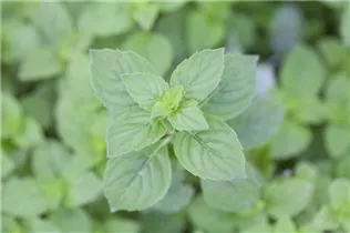 Mentha x gracilis 'Ginger Mint' - Ingwer-Minze Mentha x gracilis 'Ginger Mint' - Ingwer-Minze