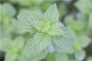 Mentha x gracilis 'Ginger Mint' - Ingwer-Minze Mentha x gracilis 'Ginger Mint' - Ingwer-Minze