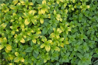Mentha x gracilis 'Ginger Mint' - Ingwer-Minze Mentha x gracilis 'Ginger Mint' - Ingwer-Minze