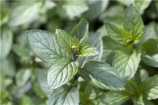 Mentha x piperita 'After Eight' - After-Eight-Minze 'After Eight' Mentha x piperita 'After Eight' - After-Eight-Minze 'After Eight'
