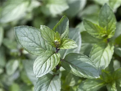 Mentha x piperita 'After Eight' - After-Eight-Minze 'After Eight' Mentha x piperita 'After Eight' - After-Eight-Minze 'After Eight'