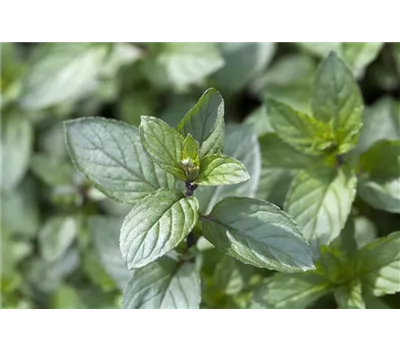 Mentha x piperita 'After Eight' - After-Eight-Minze 'After Eight' Mentha x piperita 'After Eight' - After-Eight-Minze 'After Eight'