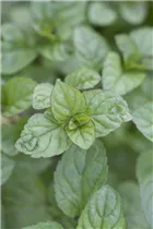 Mentha x piperita 'Grapefruit' - Grapefruitminze