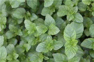 Mentha x piperita 'Mandarin' - Mandarinen-Minze