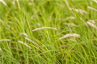 Melica ciliata - Wimper-Perlgras