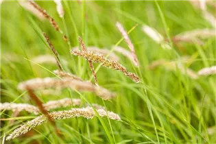 Melica ciliata - Wimper-Perlgras